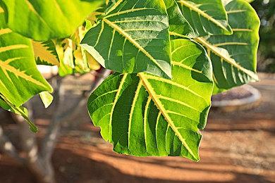 《足球经理》系列开发商宣布将在游戏中加入女足联赛